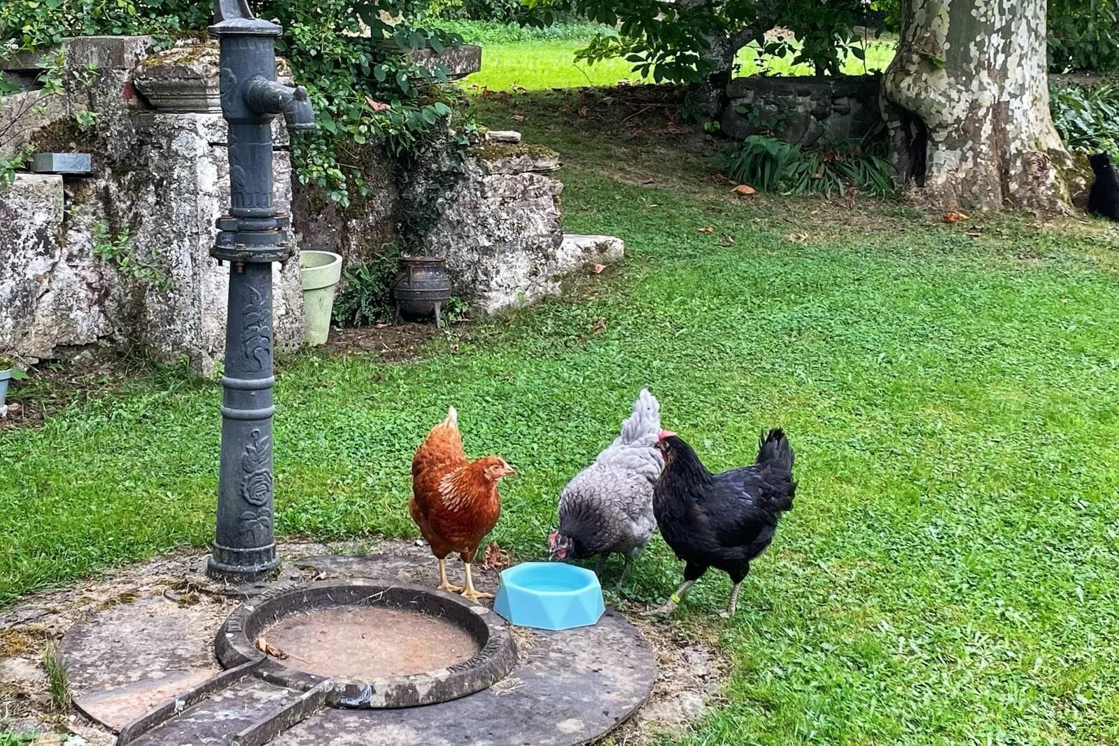 A rustic outdoor setting with a stone well, a blue feeding trough, and chickens.