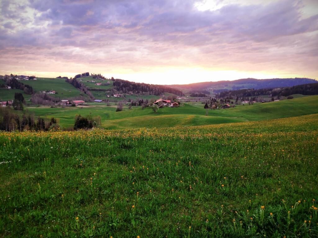Paisagem rural com colinas ondulantes, casas dispersas e um campo de flores amarelas.