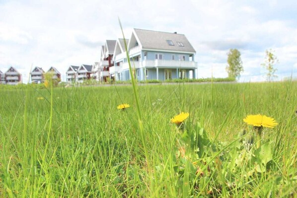 A residential area with houses and a grassy field with dandelions.