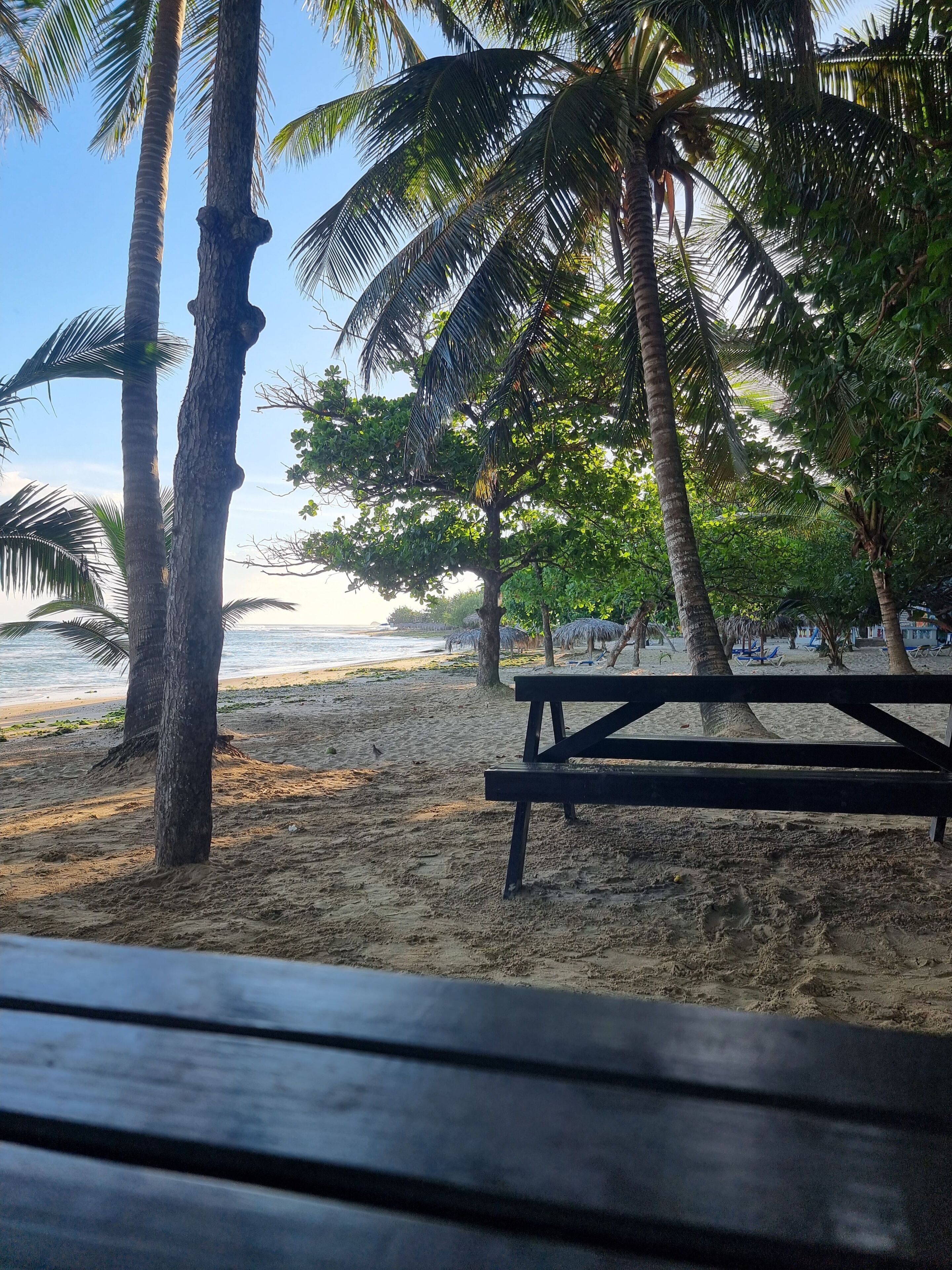 Una playa con palmeras, un banco de madera y vista al océano.