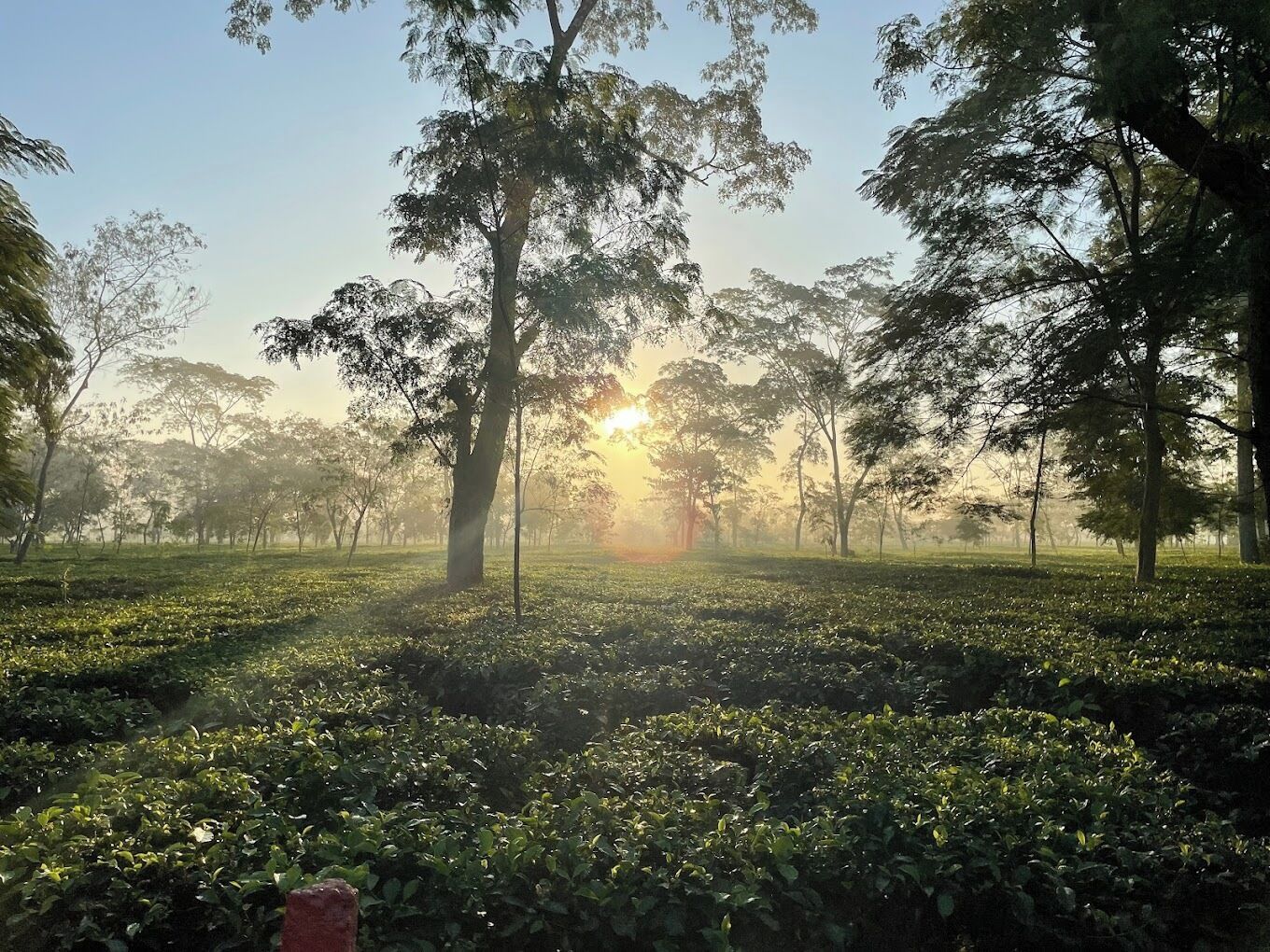 A serene landscape with a field of green crops and tall trees under a clear sky.