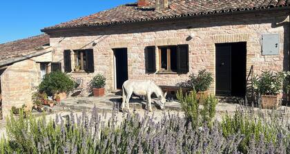 Vacation apartment in the middle of paradise, on Monte Paganuccio / Marche. Nature and tranquillity.