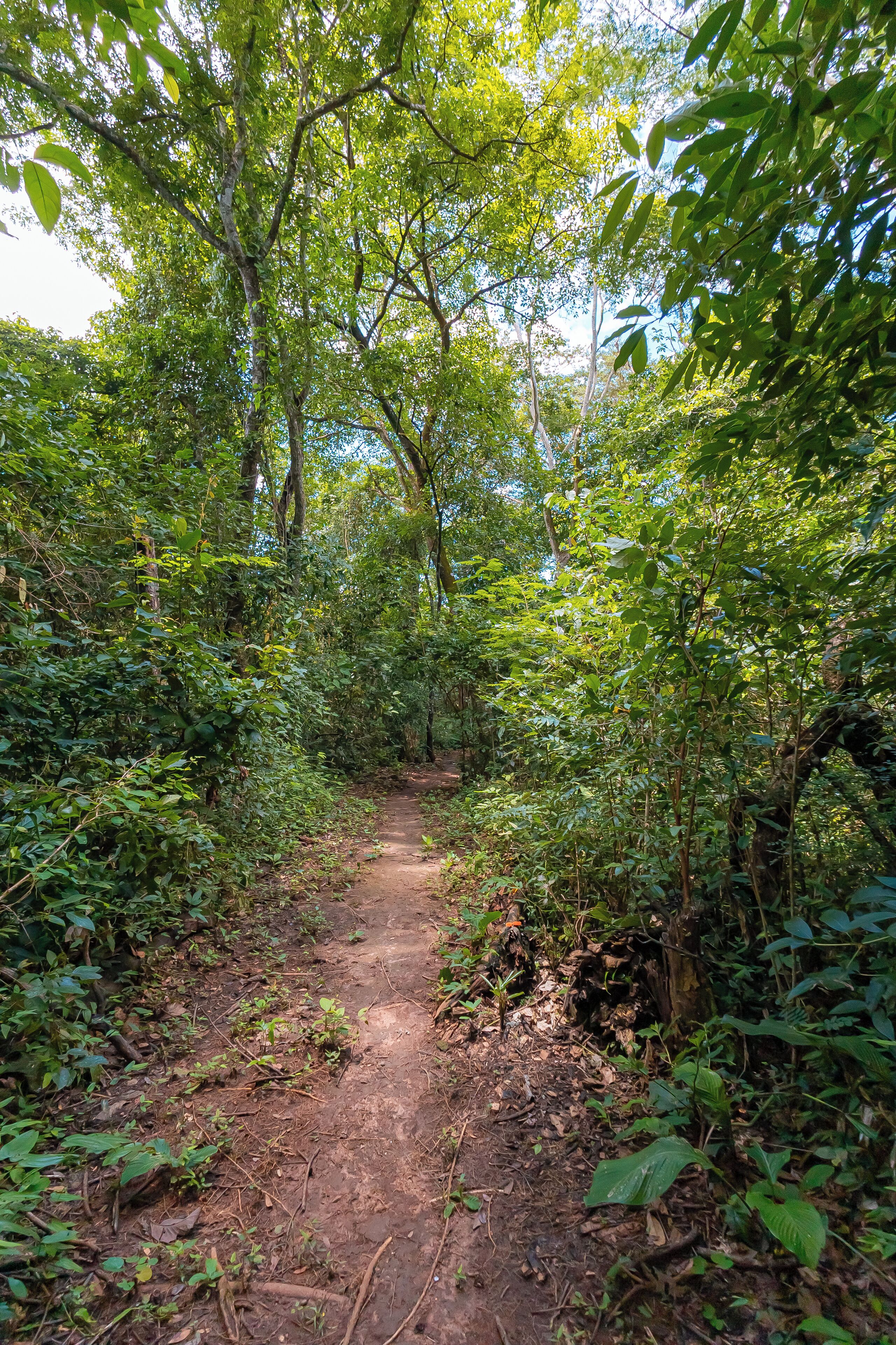 Un sendero de tierra estrecho rodeado de abundante vegetación verde.