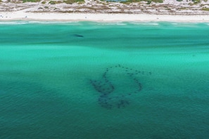 Beach nearby - 🌴30A-Private Pool-Walk to Beach-Blue Fish Bungalow🌴 (Santa Rosa Beach)