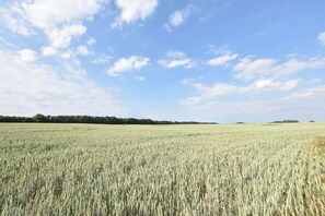 Un'ampia distesa di campi di grano sotto un cielo sereno.