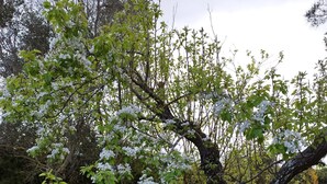 Ein Baum mit weißen Blüten und einer Hängematte, die an seinen Ästen befestigt ist.