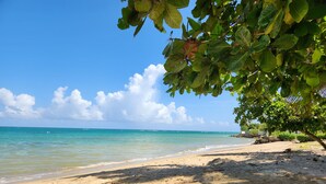 Una playa con agua turquesa cristalina, orilla de arena y un árbol con hojas verdes.