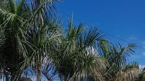 Ein gepflasterter Weg, gesäumt von Palmen, mit einem Gebäude mit blauem Dach im Hintergrund.