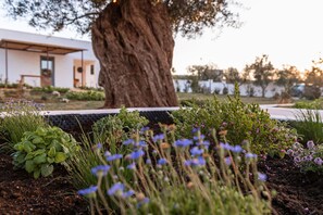 Exterior detail - Villa in Ostuni with 6 bedrooms sleeps 12 (Ostuni)