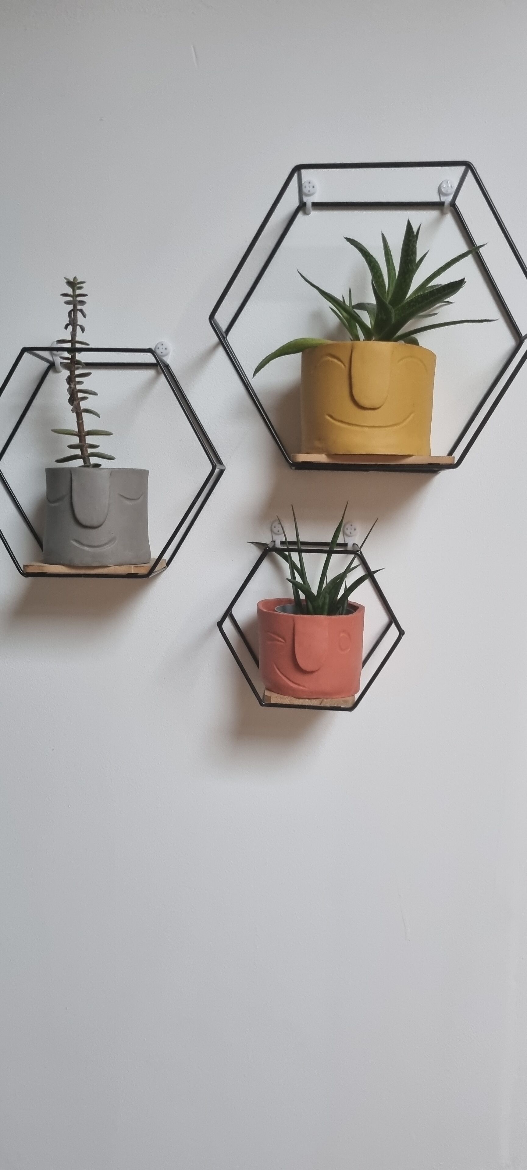Tres macetas hexagonales fijadas a la pared, con distintos colores y plantas.