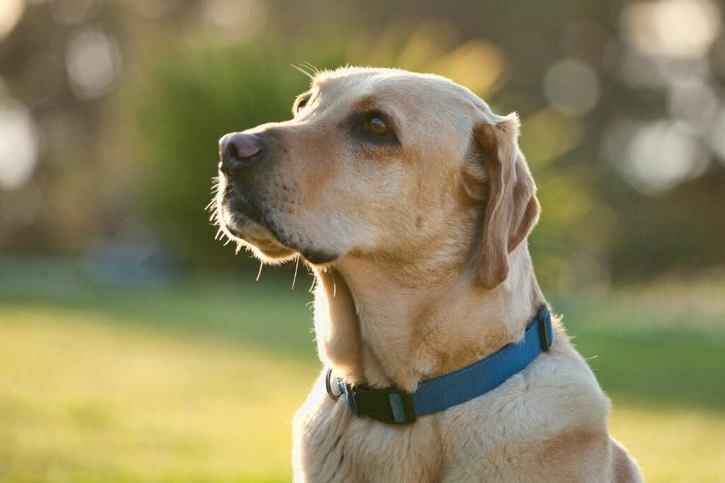 Un perro con correa azul en un espacio abierto cubierto de césped.