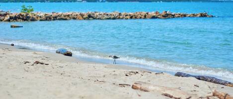 Una spiaggia con acqua cristallina, un molo roccioso e un uccello sulla sabbia.