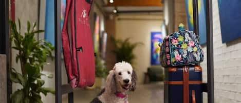Un perro sentado en un carrito con una maleta y un bolso en un pasillo con plantas en macetas y obras de arte en las paredes.