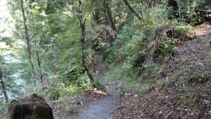 Un sendero boscoso con un poste de madera y un camino de grava.