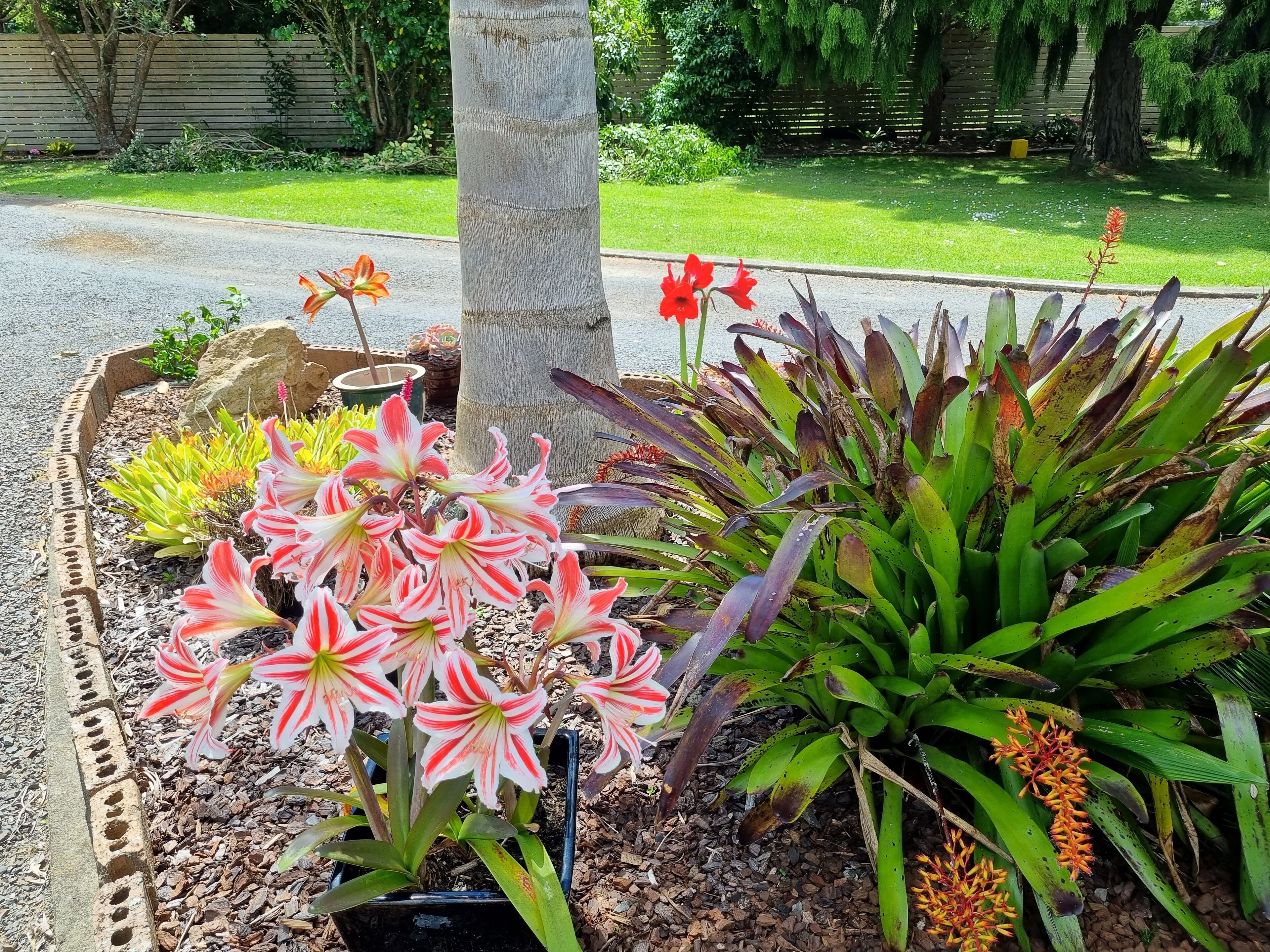 Sal's gardens