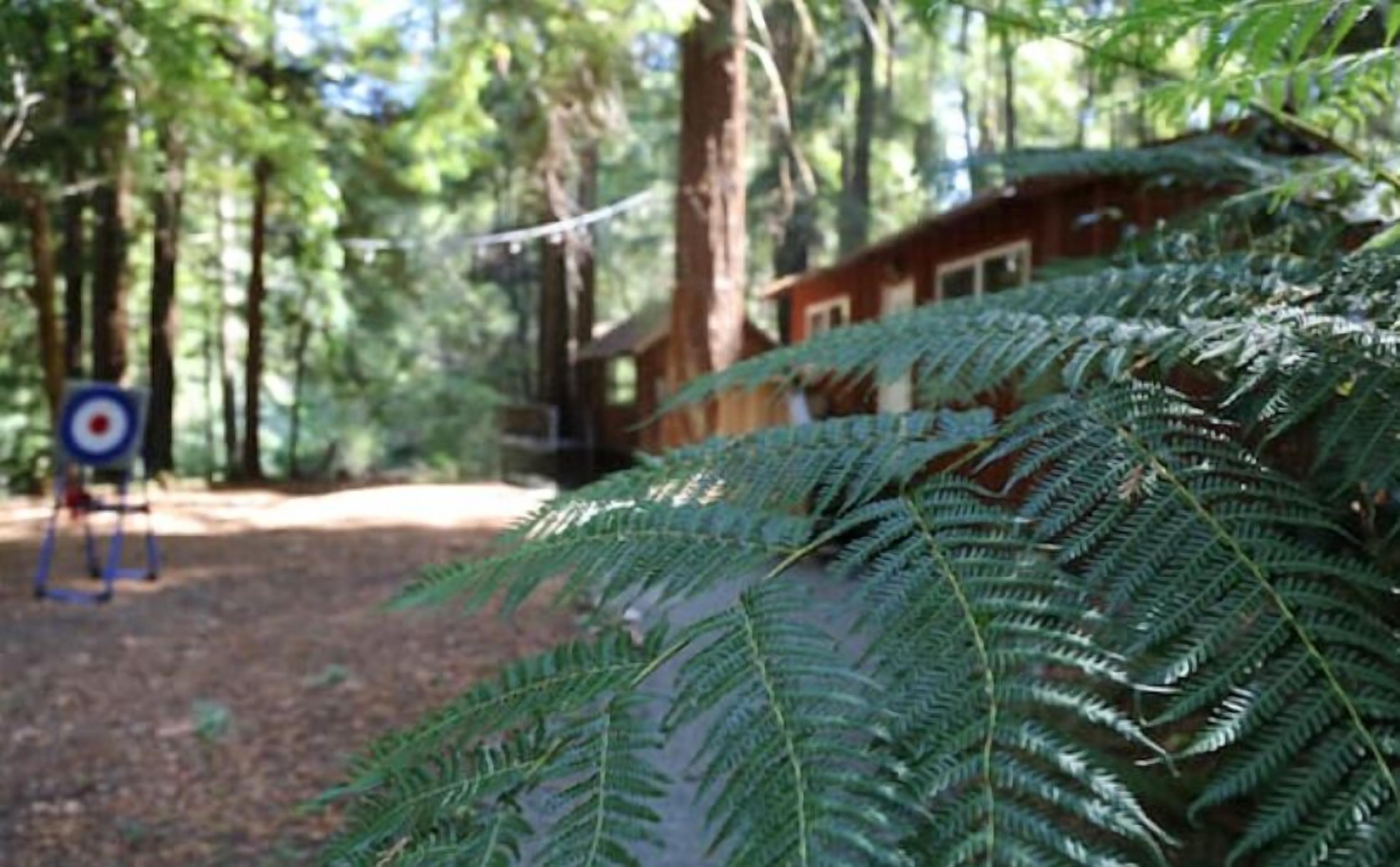 A forested area with a target in the background and a building partially obscured by foliage.