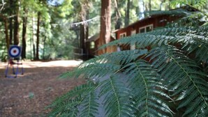 Ein bewaldetes Gebiet mit einem Ziel im Hintergrund und einem Gebäude, das teilweise von Vegetation verdeckt ist.