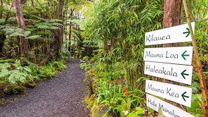 A forest path with directional signs pointing to various destinations. - Rainforest Retreat near Hawaii Volcanoes National Park (Volcano)