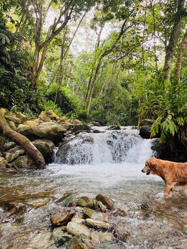 MoiraEcolodge - El Roble Cabin. Relax and rest in our space