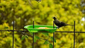 Een vogel zit op een draad omheining, onder zich een groene bak.