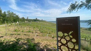 Un vignoble sur lequel est apposée une pancarte indiquant : « SCHÖNSTE WEINSICHT 2020 Saale Unstrut ».