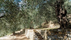 A stone staircase leading up to a stone wall, surrounded by olive trees. - Beautiful private villa for 4 guests with TV, balcony, pets allowed and panoramic view (Diano San Pietro)