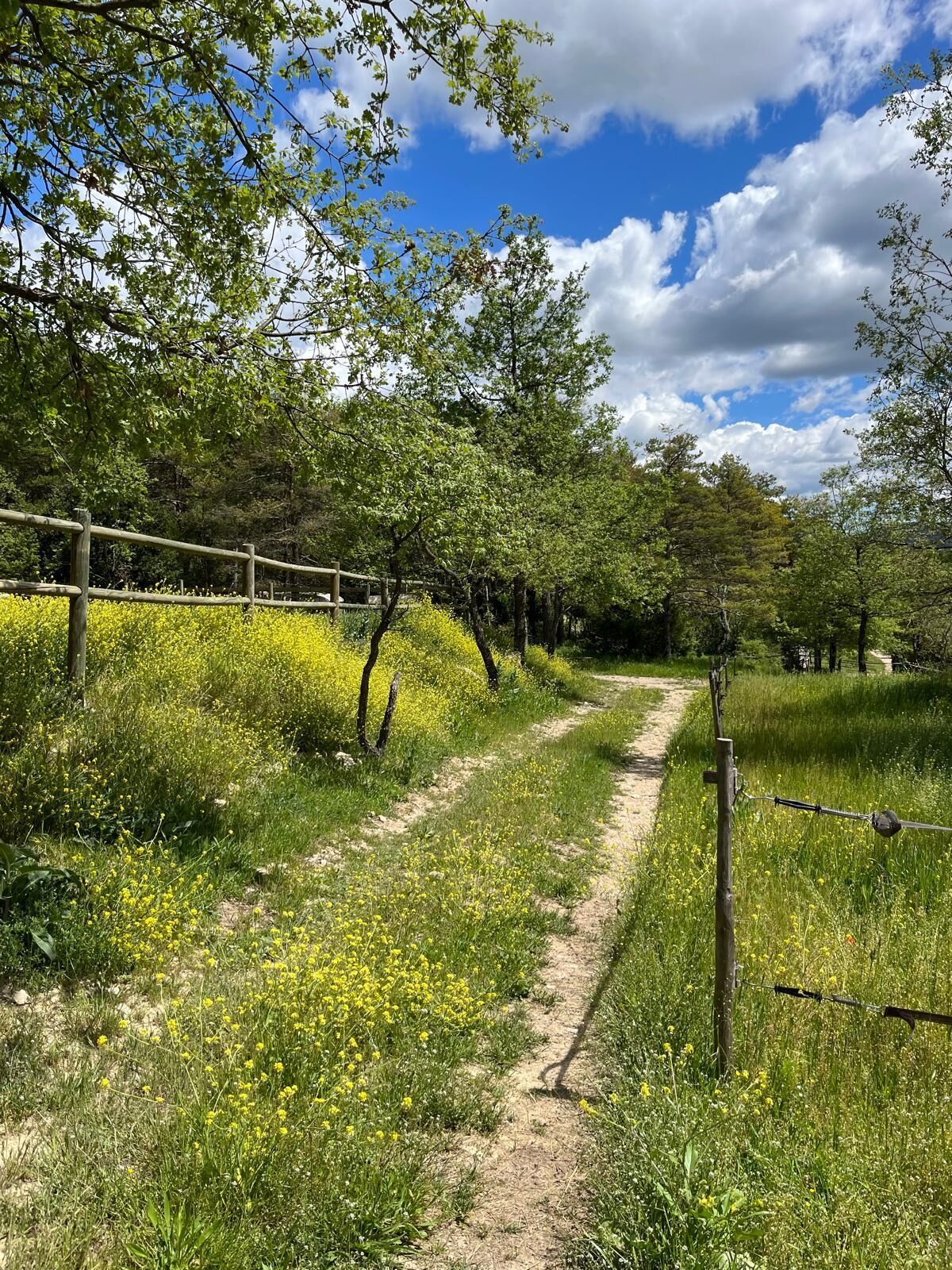 A dirt path flanked by yellow flowers and trees, with a wooden fence and a clear sky.