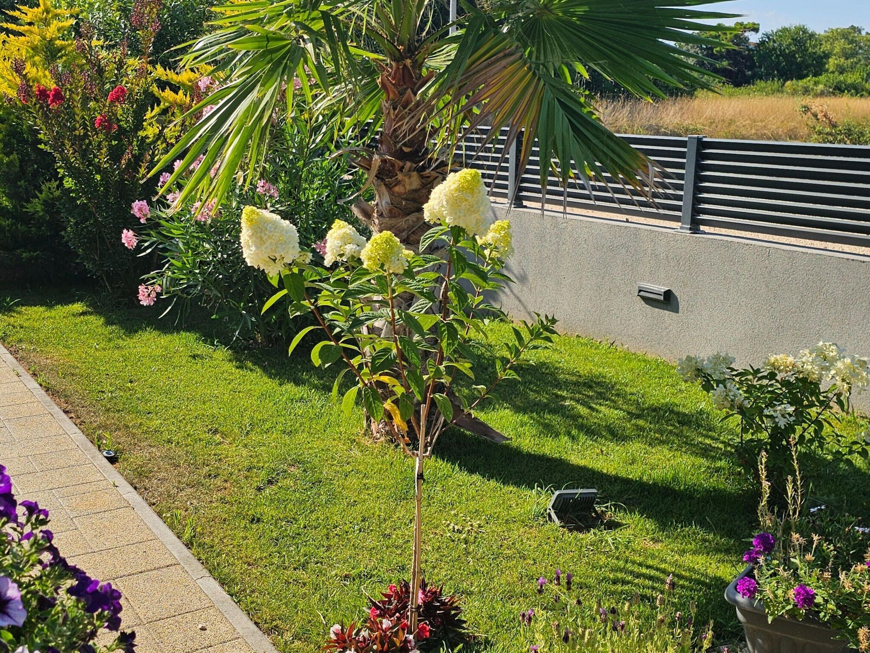 A garden with a palm tree, various flowering plants, and a paved walkway.