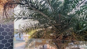 A palm tree in a window, a hexagonal patterned wall, and a tiled floor.