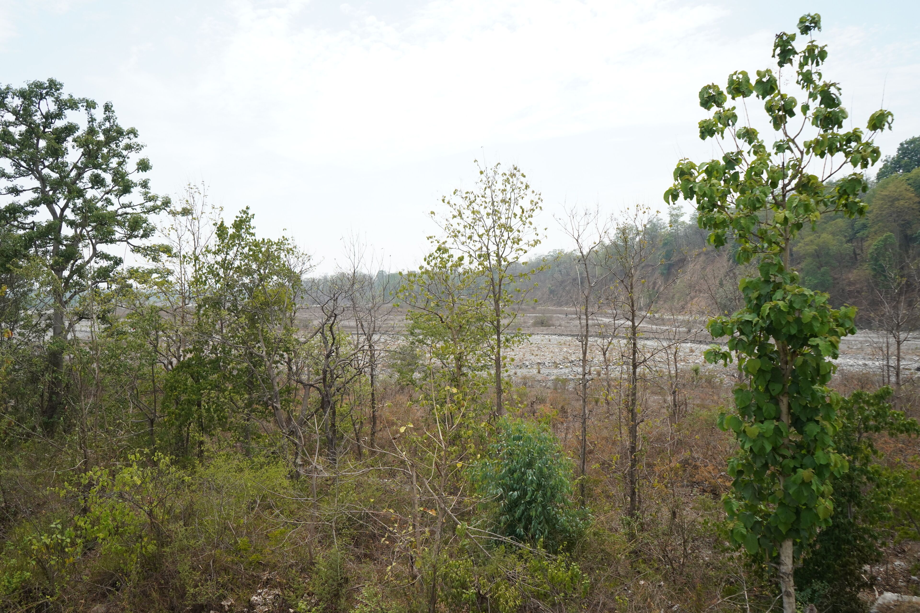 Corbett Nature Walk - Jungle View Swimming Pool Expedia提供写真