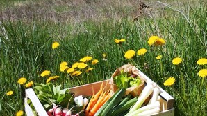 A wooden crate with vegetables and dandelions in a grassy field with a mountain and tents in the background. - Farm cottage in Gap, calm and rejuvenating (Gap)