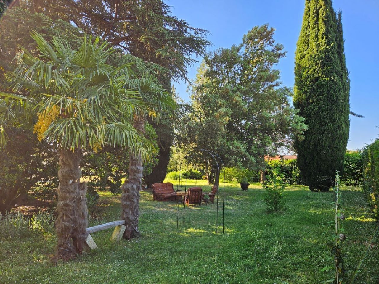 A garden with a wooden bench, a tall coniferous tree, and a palm tree.