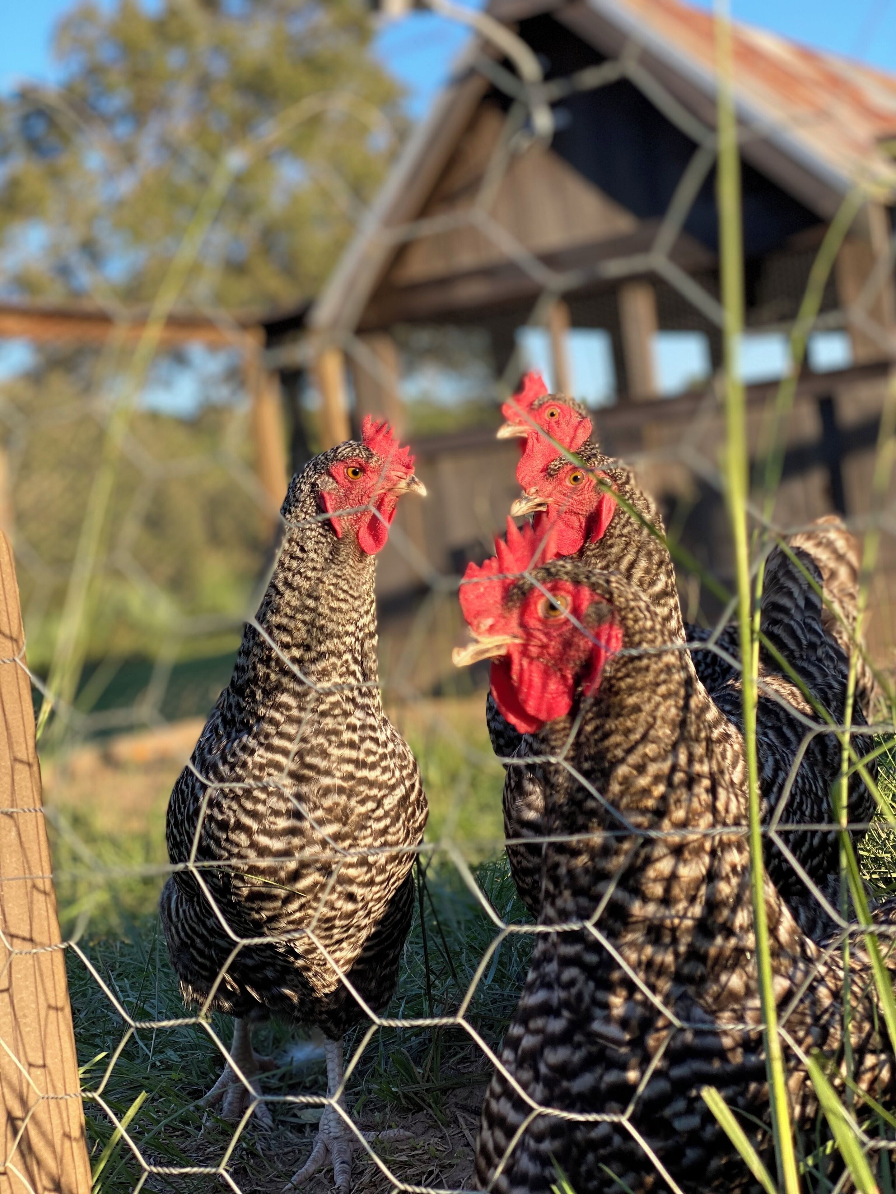 Two chickens with red combs and black and brown striped feathers standing behind a wire fence.