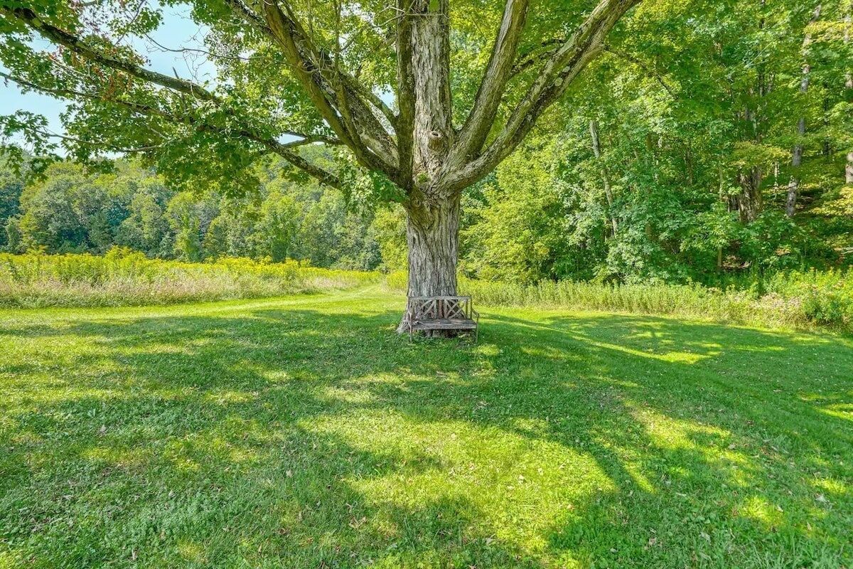 A large tree with a bench in a grassy area.