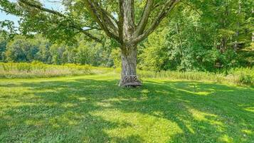 A large tree with a bench in a grassy area.