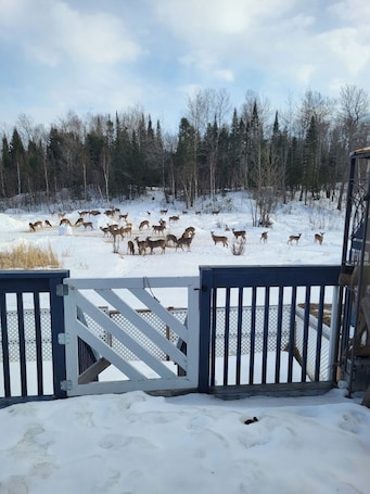 Property grounds. Hunt camp with Lots of Nature situated between Lake Nosbonsing and Wasi Lake