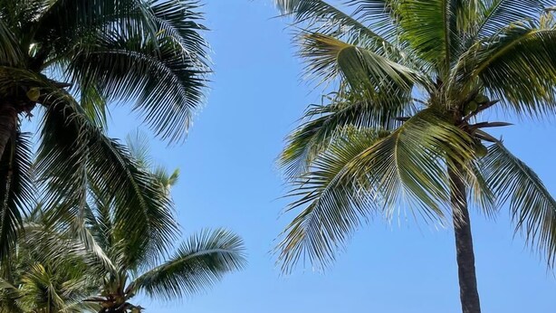 A beach with palm trees, a sandy shore, and a building with a thatched roof in the background. - HOTEL CASA VERDE (Troncones)