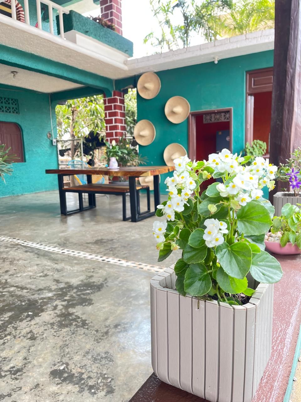 A courtyard with a table and chairs, a potted plant with white flowers, and a wall with decorative plates.