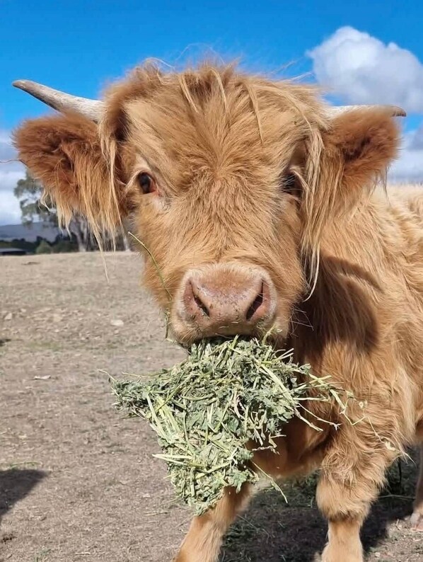 Unclassified image, 1 of 21, button