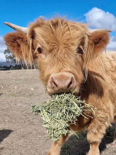 The Burrows Off Grid Cabin, Come and meet Fergus!