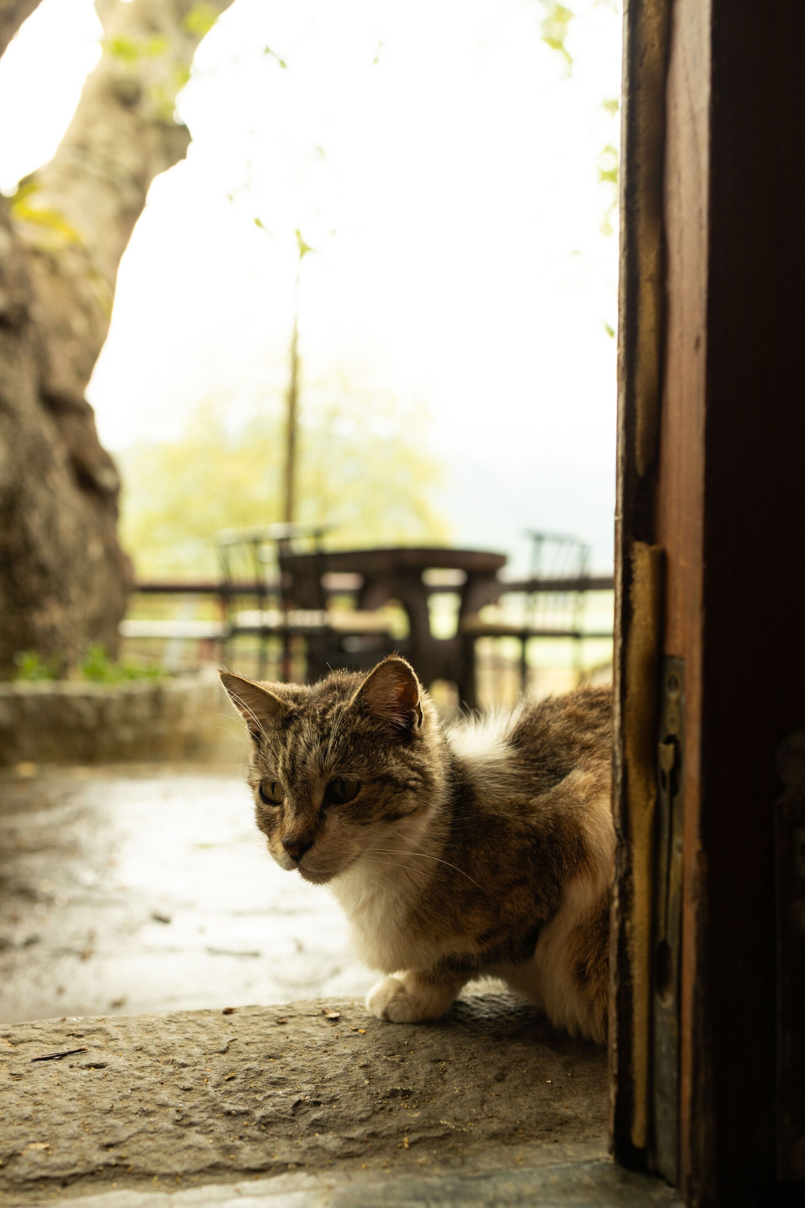 Un gato sentado sobre una superficie de piedra cerca de un vano abierto.