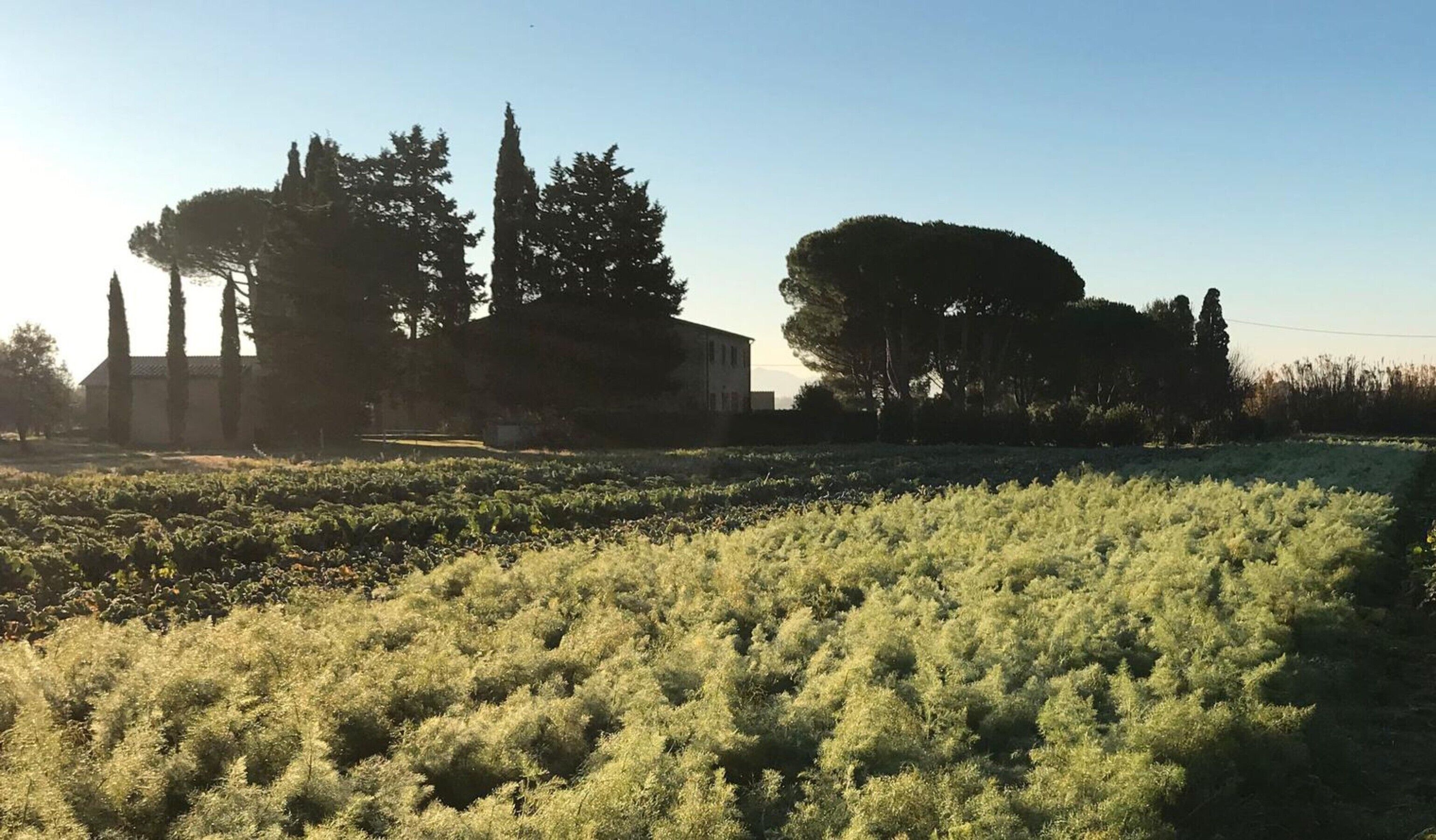 Paisaje rural con un edificio, árboles y un campo.