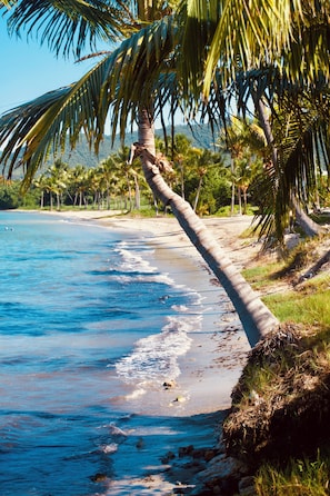 Una playa con palmeras y agua azul cristalina.