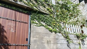 A wooden door with a metal latch, a concrete wall with a white picket fence, and green ivy growing on the wall. - C&D Ella (Ella)