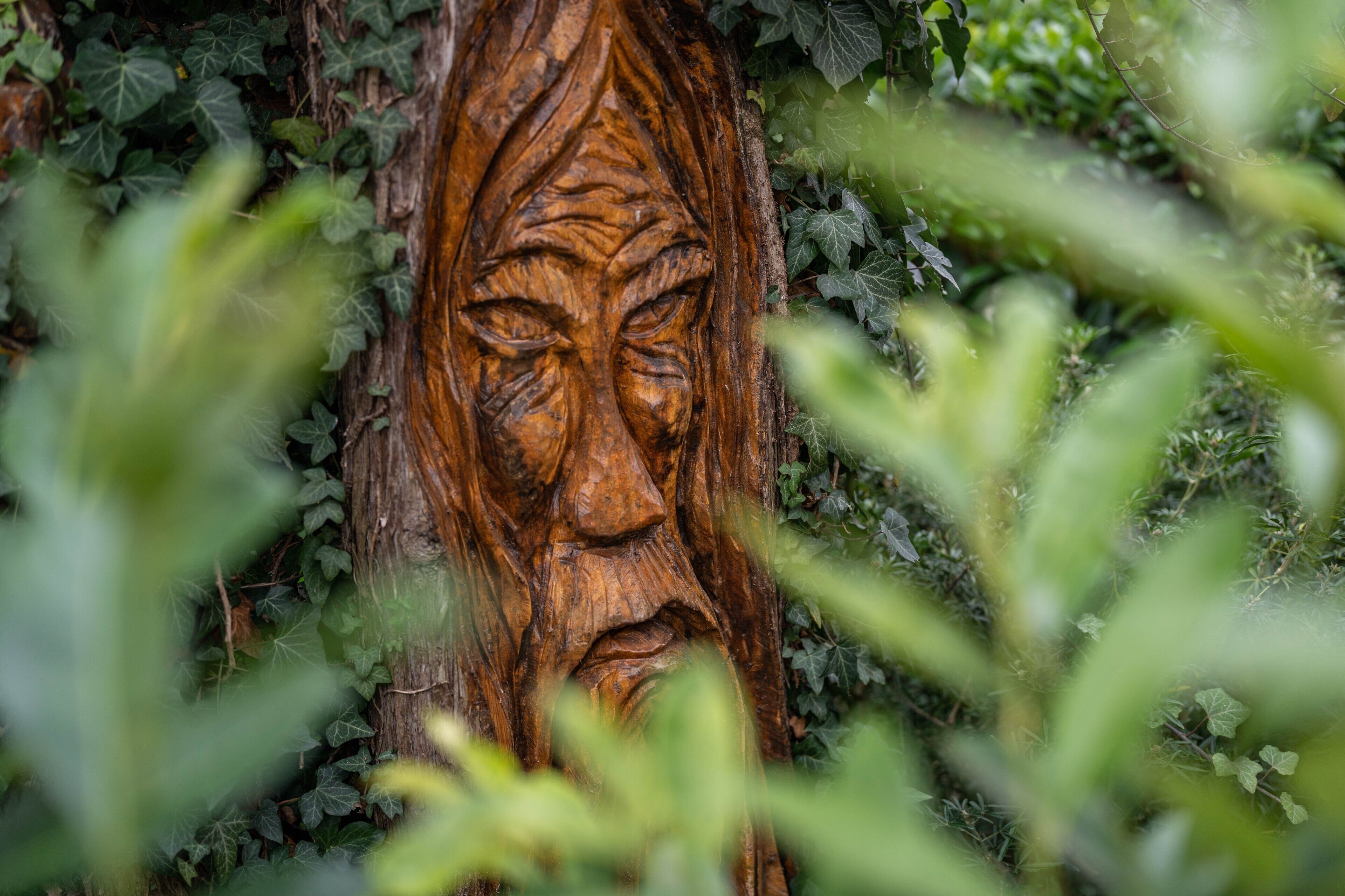 Un rostro tallado en madera en el tronco de un árbol, rodeado de follaje.