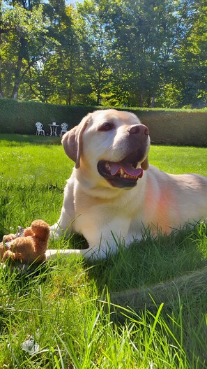 Un perro descansando sobre la hierba con un osito de peluche a su lado.