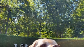 Un cane sdraiato sull'erba con un orsacchiotto accanto.