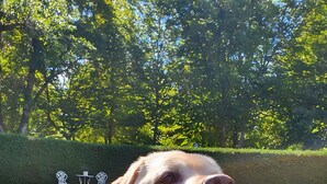 A dog lying on grass with a teddy bear beside it. - Studio Apartment 'Nr 6' with Shared Terrace, Shared Garden and Wi-Fi (Bad Dürrheim)
