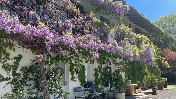 A building with purple flowering vines, potted plants, outdoor seating, and a gravel driveway. - La Cascina di Bea (Torre Boldone)