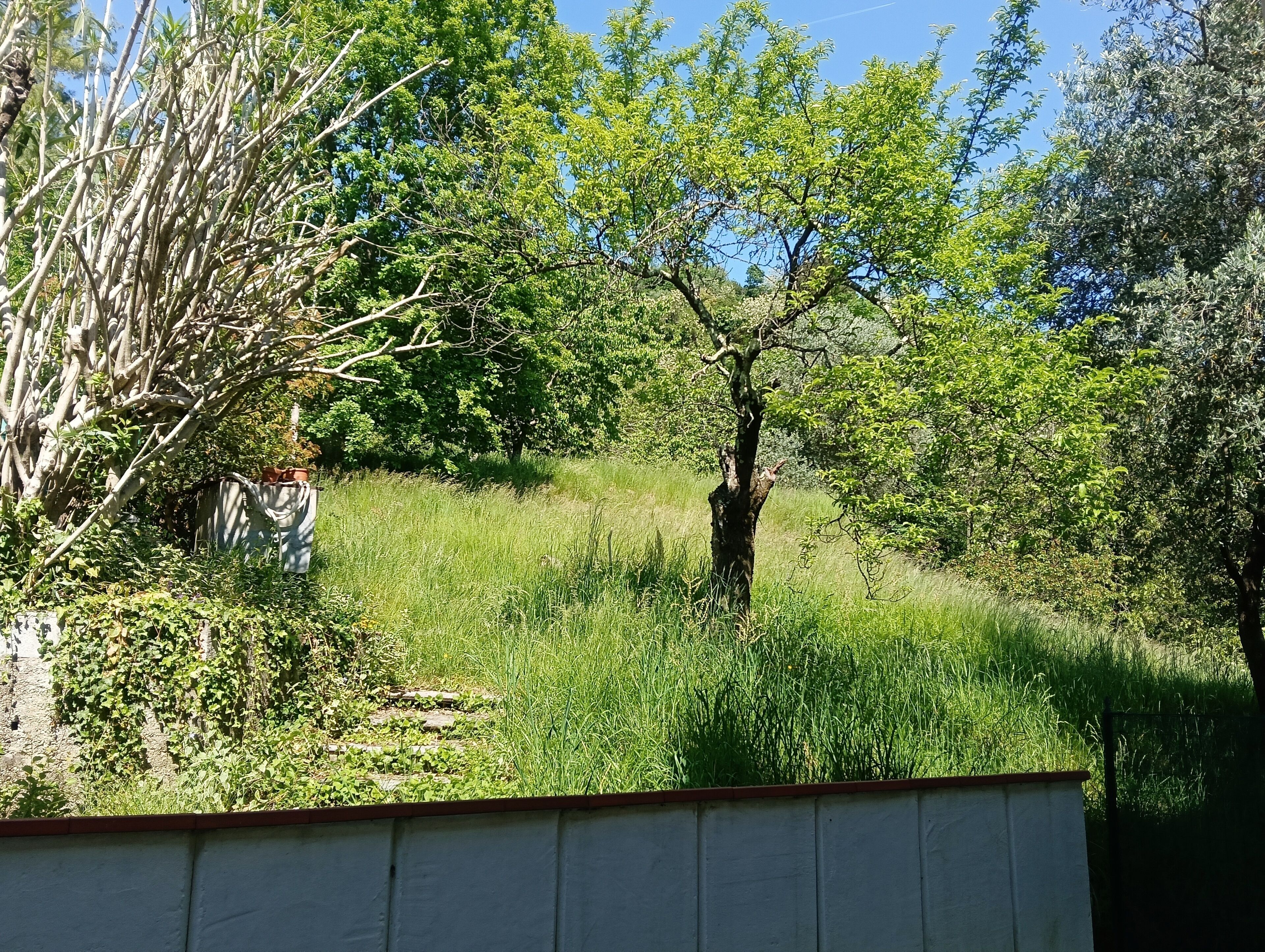 A natural landscape with trees, grass, and a concrete wall.